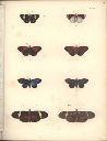Vorschau Alexander von Humboldt, Reisewerk, Zoologie, Pl. 42 Lepidoptera