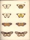 Vorschau Alexander von Humboldt, Reisewerk, Zoologie, Pl. 41 Lepidoptera