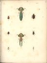 Vorschau Alexander von Humboldt, Reisewerk, Zoologie, Pl. 39 Insecta