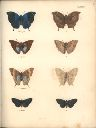 Vorschau Alexander von Humboldt, Reisewerk, Zoologie, Pl. 36 Lepidoptera