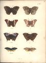 Vorschau Alexander von Humboldt, Reisewerk, Zoologie, Pl. 35 Lepidoptera