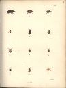 Vorschau Alexander von Humboldt, Reisewerk, Zoologie, Pl. 33 Insecta
