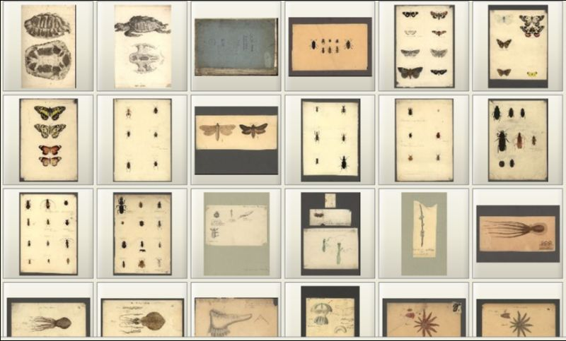 Historische Bild und Schriftgutsammlungen am Museum für Naturkunde