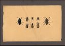 Vorschau Handzeichnung, Coleoptera