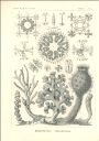 Vorschau Lithographie, Haeckel Tafel 35 Farrea
