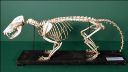 Vorschau Skelett eines Südopossums (Didelphis marsupialis)