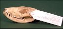 Vorschau Schädel eines Großohropossums (Didelphis aurita)