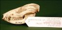 Vorschau Schädel vom Großohropossum (Didelphis aurita)