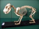 Vorschau Skelett eines Beutelteufels (Sarcophilus harrisi)