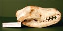 Vorschau Schädel eines Beutelwolfs (Thylacinus cynocephalus)