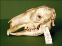 Vorschau Schädel eines Roten Riesenkängurus (Macropus rufus)