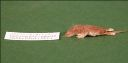 Vorschau Balgpräprat einer Gartenspitzmaus (Crocidura suaveolens)