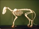 Vorschau Skelett eines Rotfuchses (Vulpes vulpes)