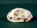 Vorschau Schädel einer Hauskatze (Felis silvestris f. catus (L.))