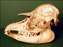 Vorschau Schädel eines Flachlandtapirs (Tapirus terrestris)