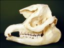 Vorschau Schädel eines männlichen Schabrackentapirs (Tapirus indicus)