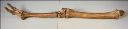 Vorschau Rechtes Vorderbein eines Dromedars (Camelus dromedarius)