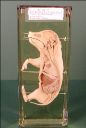 Vorschau Anatomie eines neugeborenen Hausschweins