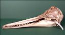 Vorschau Schädel eines Delfins (Delphinus delphis)