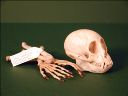 Vorschau Schädel und Armknochen eines Kapuzineraffen